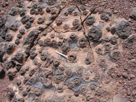 صورة فوقية و عرضية لستروماتوليت أحفوري لمنطقة أمان تازكارت بإقليم وارزازات، المغرب - اشرايكي والألباني