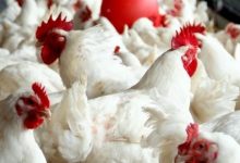 أسعار الدجاج بالمغرب