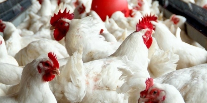 أسعار الدجاج بالمغرب