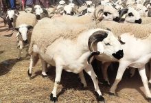 عيد الأضحى بالمغرب