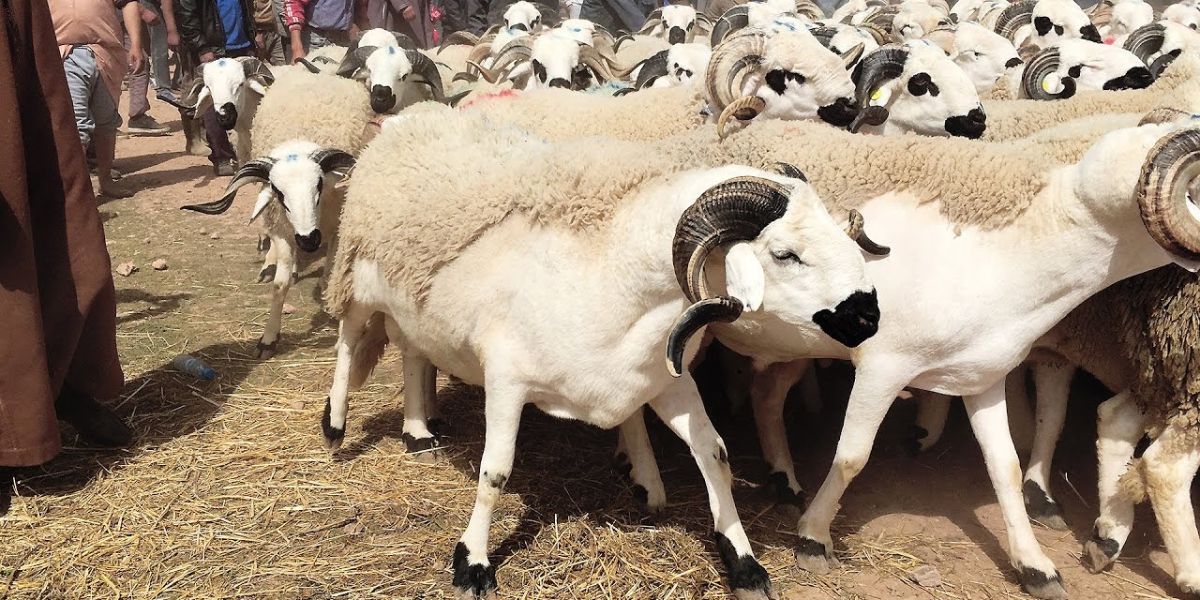 عيد الأضحى بالمغرب
